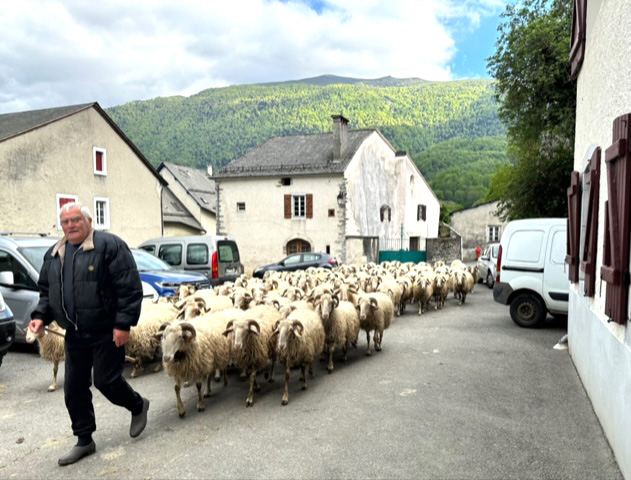 Basque sheepherder